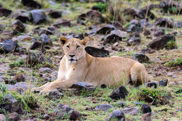 Fototapeta na wymiar lioness sitting on rocky plain