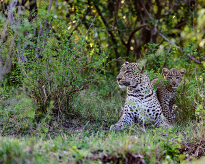 leopard and cub in green bushes