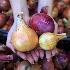 The girl holds in hands seasonal harvest onions on the background of the basket with a bow close-up