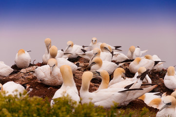A colony of northern Gannets