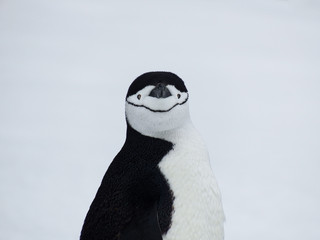 Chinstrap penguin © Valerie