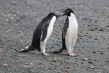 Adelie penguin, Orcadas base