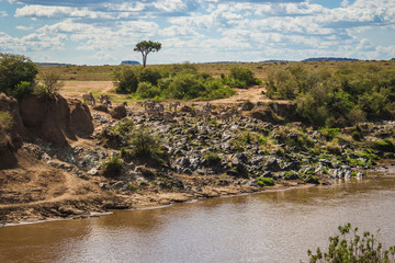Zebras and wildebeest during migration from Serengeti to Masai Mara