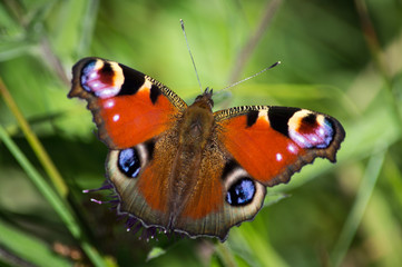Fototapeta na wymiar Peacock butterfly in bright sunshine