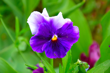 Flower in the garden.