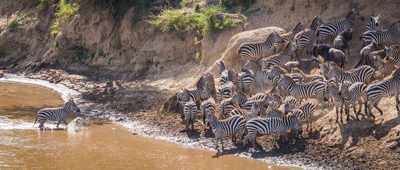 Zebras and wildebeest during migration from Serengeti to Masai Mara