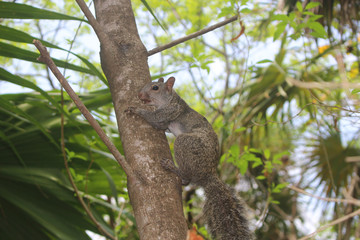 écurieil - zone archéologique Tulum