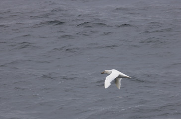 Leucistic southern giant petral