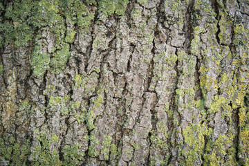 Baumrinde mit Flechte