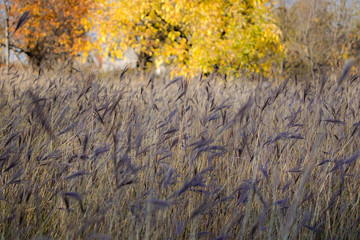 grass in autumn close up