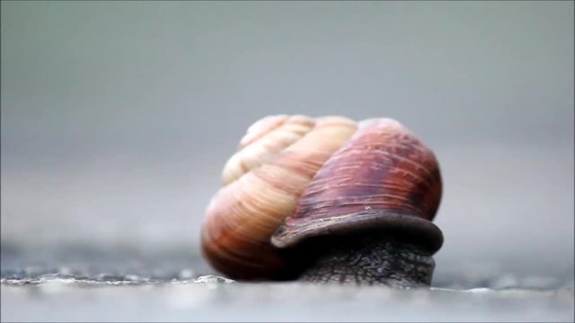 The snail Arianta arbustorum slowly crawls out of its shell. Khosta, Russia, 2017.