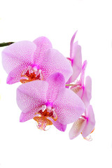 Fresh pink orchids flowers isolated on white background
