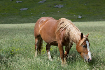 Naklejka na ściany i meble Cavallo, Parco Nazionale Gran Sasso e Monti della Laga 