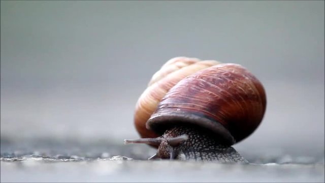 The snail Arianta arbustorum slowly crawls out of its shell. Khosta, Russia, 2017.