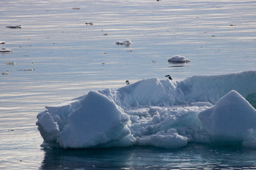 Chinstrap penguins on ice float