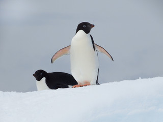Adelie penguin