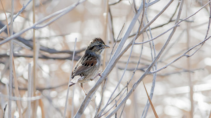 Swamp Sparrow (Melospiza georgiana) in a Marsh in Colorado During Winter