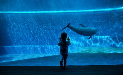 Boy watching dolphins © oneinchpunch