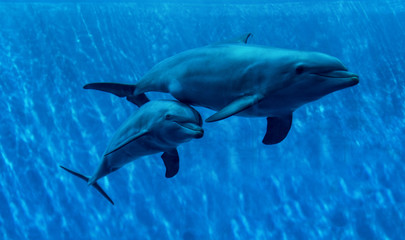 Dolphins swimming in aquarium