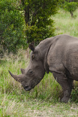 Obraz premium White Rhinoceros