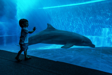 Boy watching dolphins © oneinchpunch