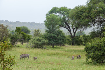 Warthogs