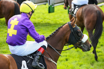 Close-up on race horse and jockey near the start gate