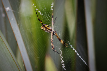 Spider Insect Macro