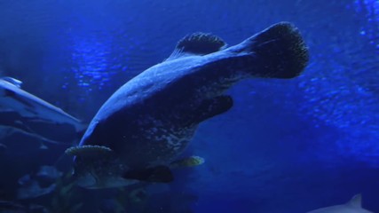 Amazing, Huge Shark surrounded by lots of different fishes