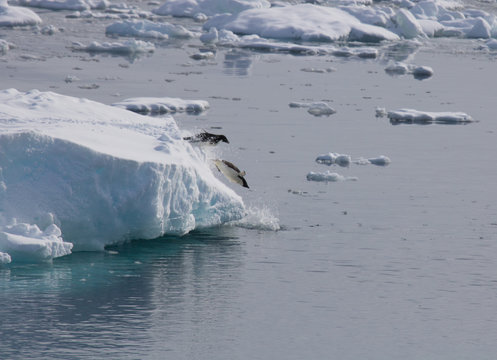 Adelie Penguins Jumping In The Water