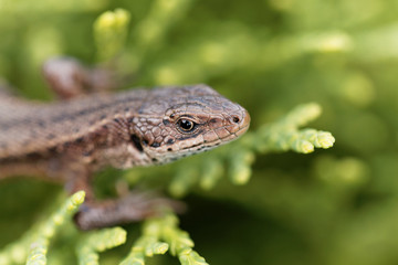 Common lizard (Zootoca vivipara)