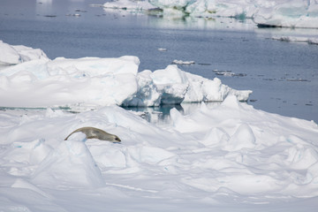 Fototapeta na wymiar Leopard seal on ice float Antarctic Sound