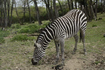 Fototapeta na wymiar Zebra eating on grass