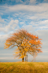 Fototapeta na wymiar tree in field with sky in autumn