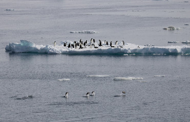 Adelie penguins swimming towards colony on ice float