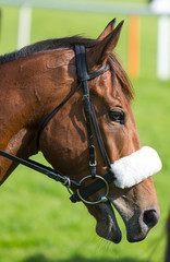Race horse portrait 
