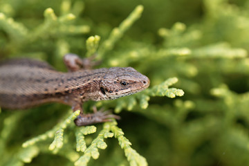 Common lizard (Zootoca vivipara)