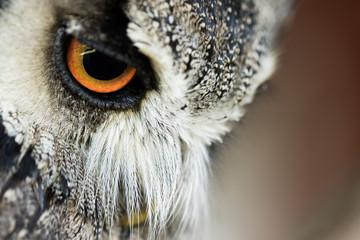 owl_5