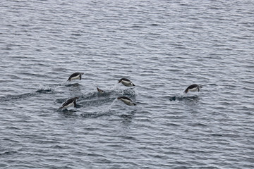 Swimming adelie penguins