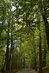 L'un des chemin ombragés en automne sous les feuillages denses au parc Josaphat à Schaerbeek 