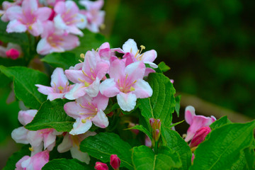 Flower in the garden.