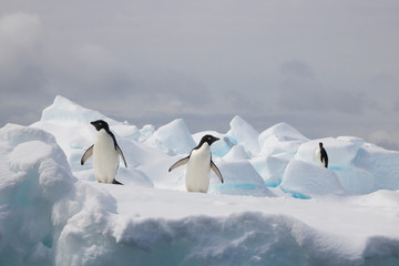 Adelie penguin