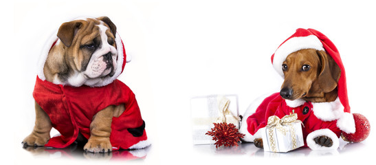 Christmas pets, dachshund in Santa Hat and english bulldog