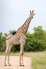 Giraffe