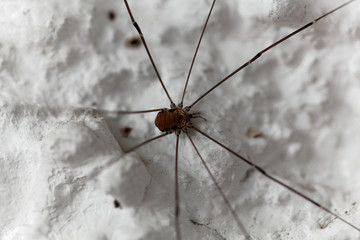 Harvestmen spider