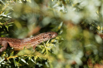 Common lizard (Zootoca vivipara)