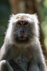 A wild long tailed macaque, female monkey in the rainforest of Borneo