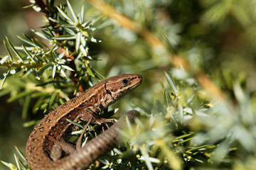 Common lizard (Zootoca vivipara)