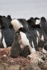 Adelie penguin with chick - Brown Bluff colony