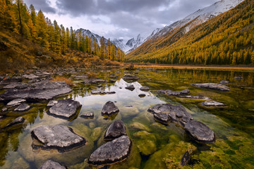 A shallow bog with clear water full of stones covered with lichen and algae in the mountain river valley which crosses  the larch forest on the slopes dressed in autumn colors, Siberia, Altai, Shavla